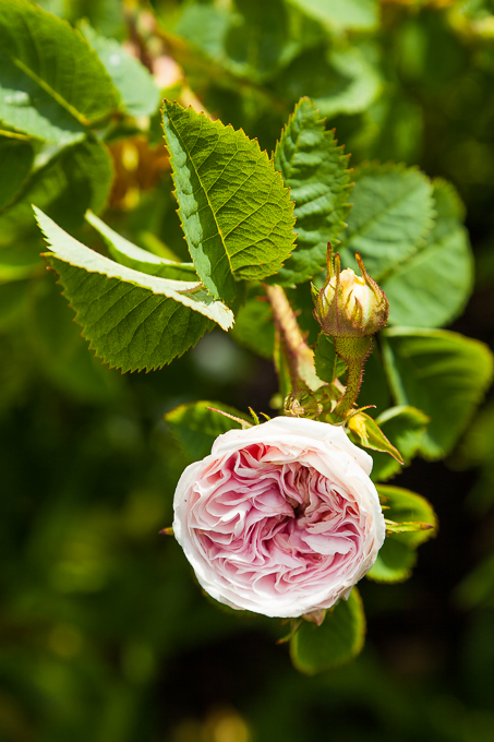 Flowers (40)